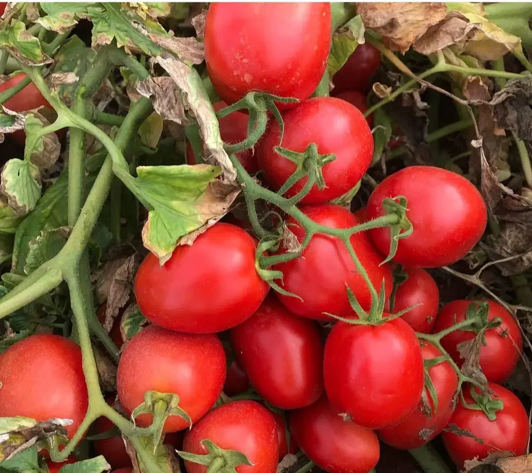 فروش ۲ هکتار گوجه درجه یک ساکاتا|خوردنی و آشامیدنی|دهدشت, |دیوار