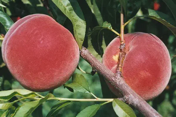 نهال هلو آلبرتا ، درخت هلو اصلاح شده نهالستان مشهد|گل و گیاه طبیعی|مشهد, خواجه ربیع|دیوار