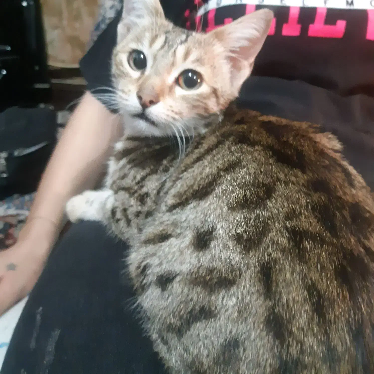 گربه کاملا اهلی وخونگی|گربه|گرگان, |دیوار