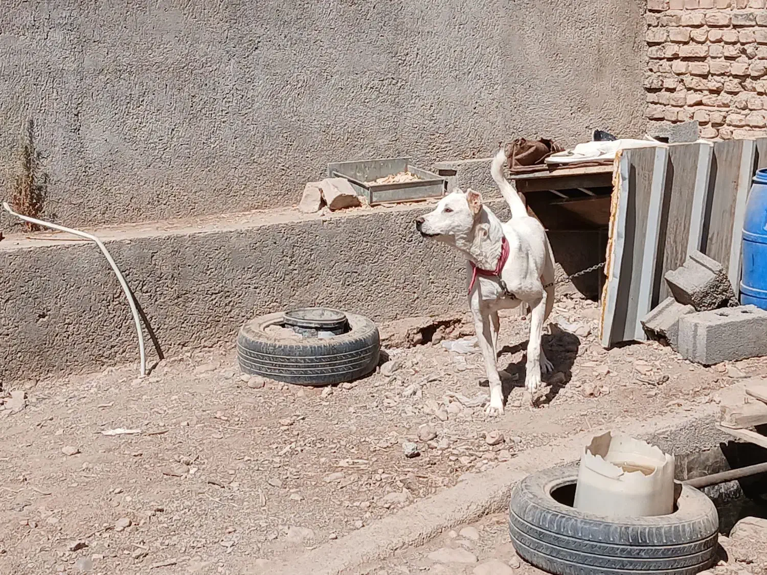 سگ معاوضه با قناری|سگ|نیشابور, فضل|دیوار