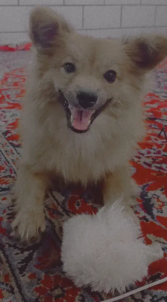 سگ پامر اشپیتز|سگ|قم, باسکول|دیوار