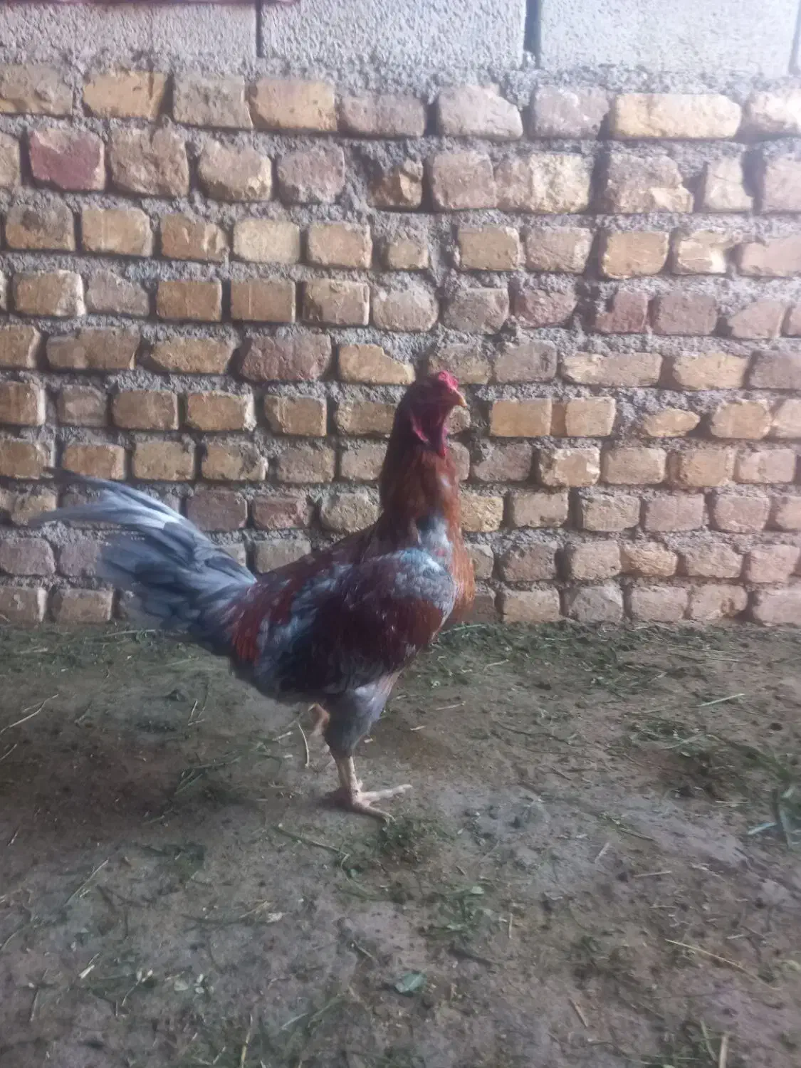 جوجه لاری|حیوانات مزرعه|فامنین, |دیوار