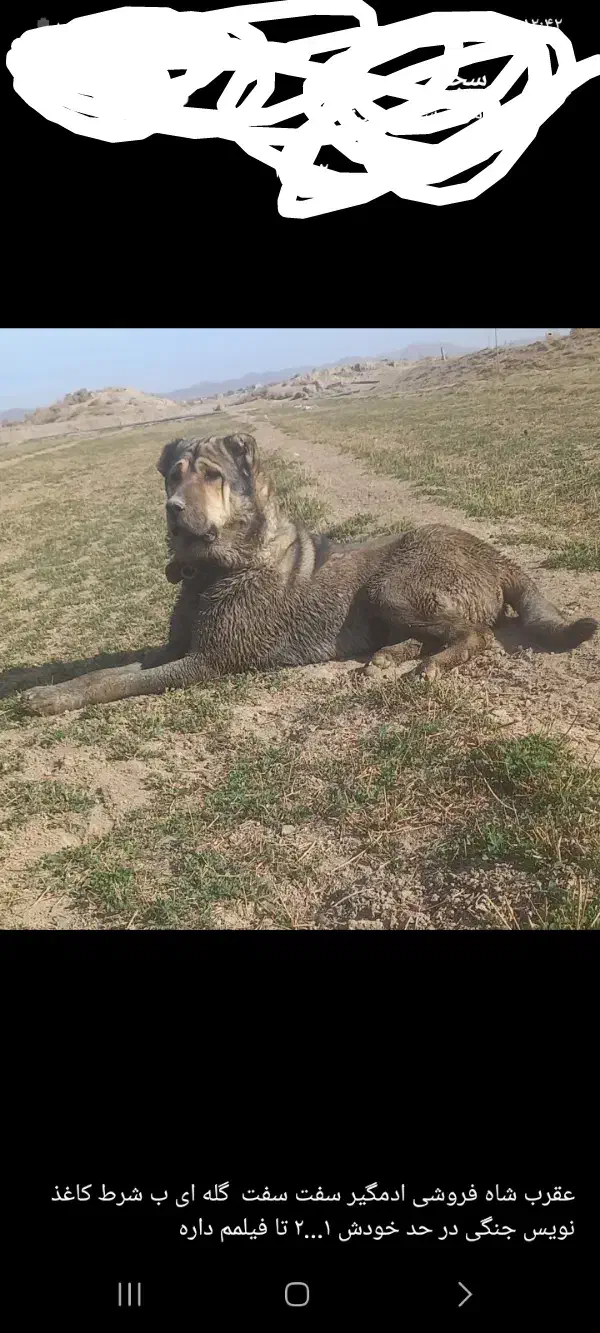 واگذاری سگ سراب|سگ|شازند, |دیوار