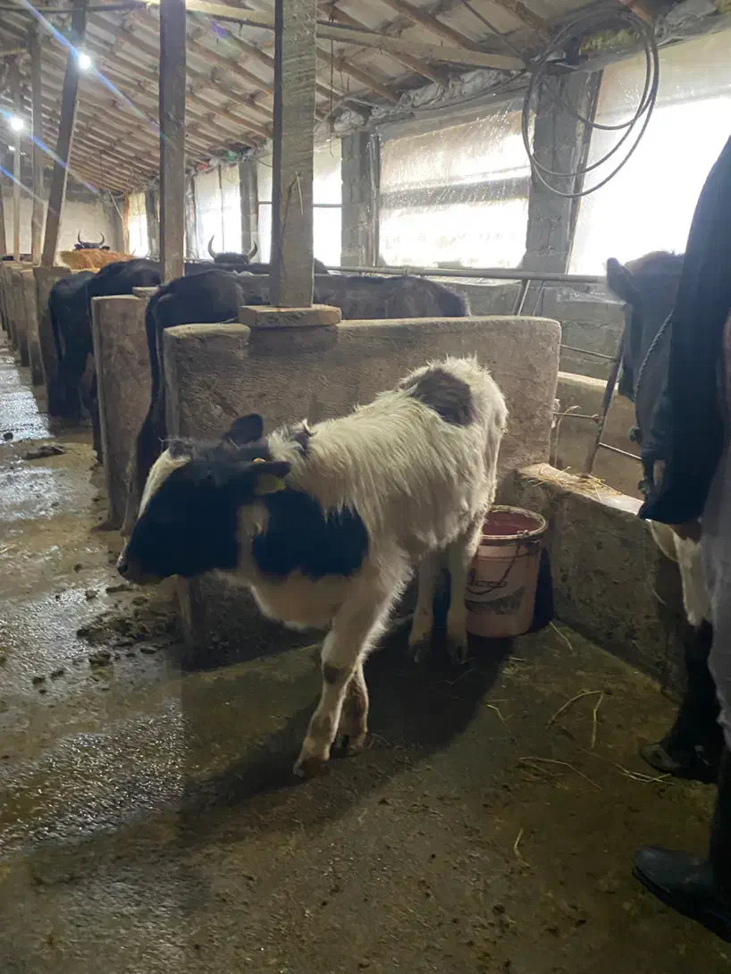 ورزا کوله هلشتاین|حیوانات مزرعه|رشت, سلیمانداراب|دیوار