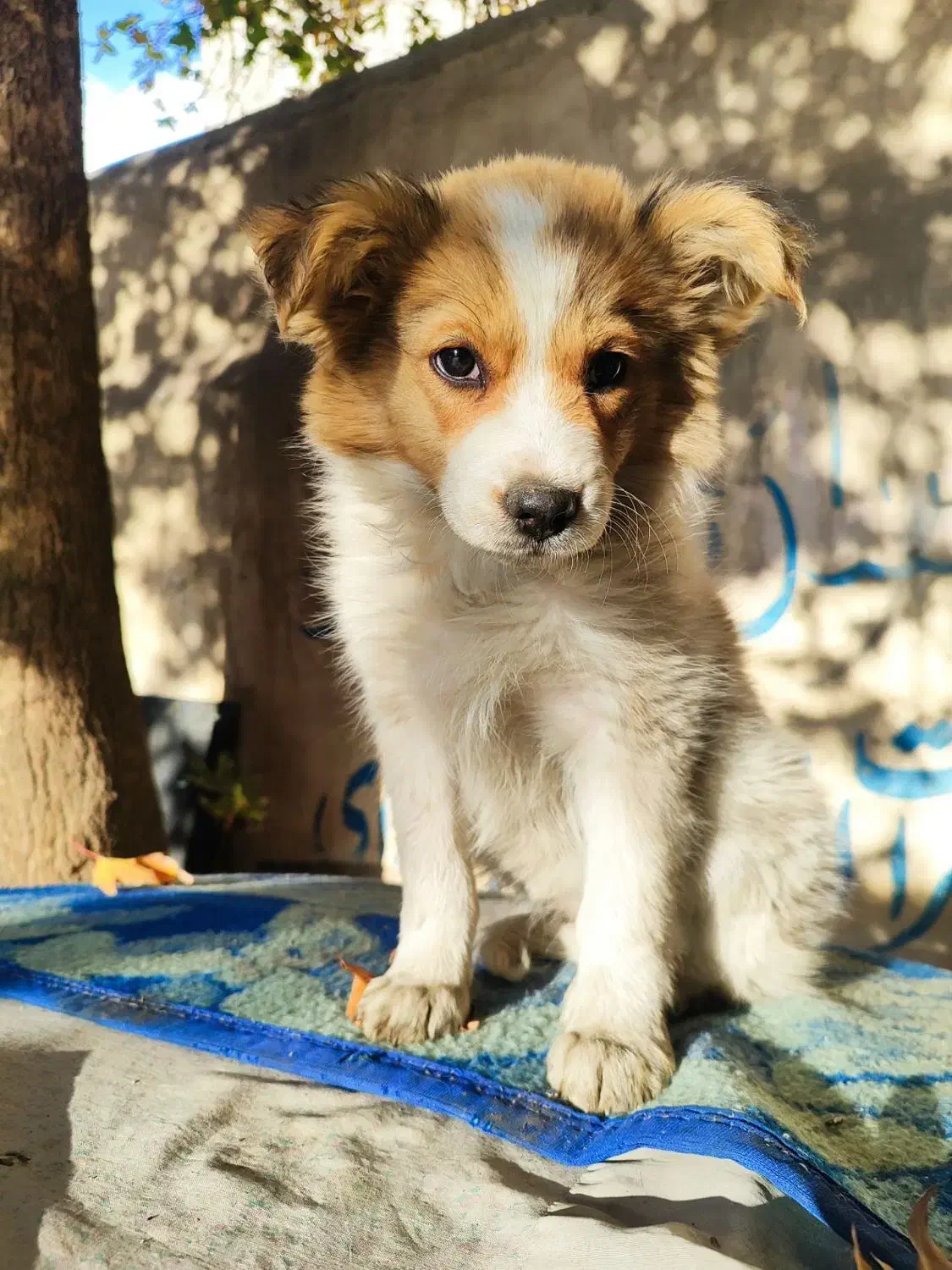 سگ پامر|سگ|پاکدشت, خاتون آباد|دیوار