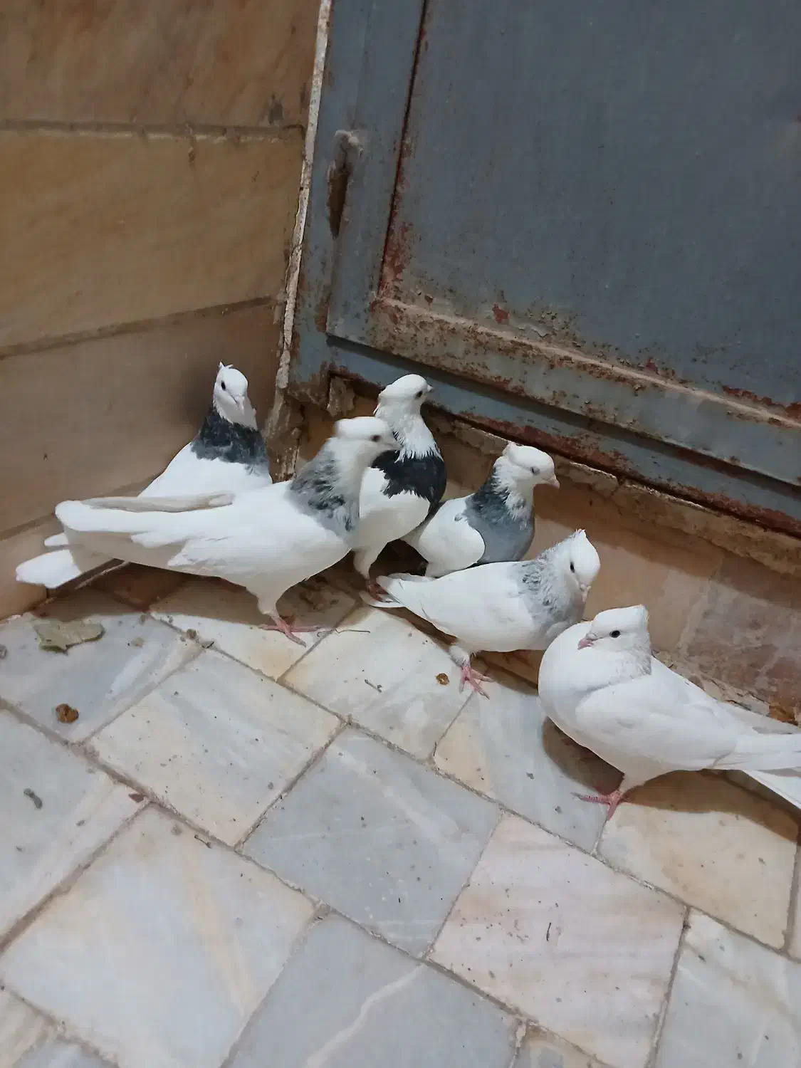 ۶عدد طوقی از نسل سرور|پرنده|اردکان, |دیوار