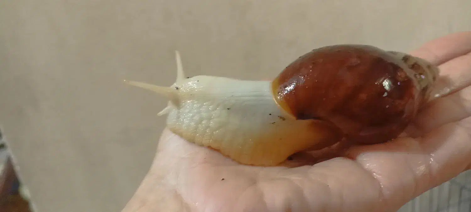 حلزون البینو|خزنده|جهرم, |دیوار