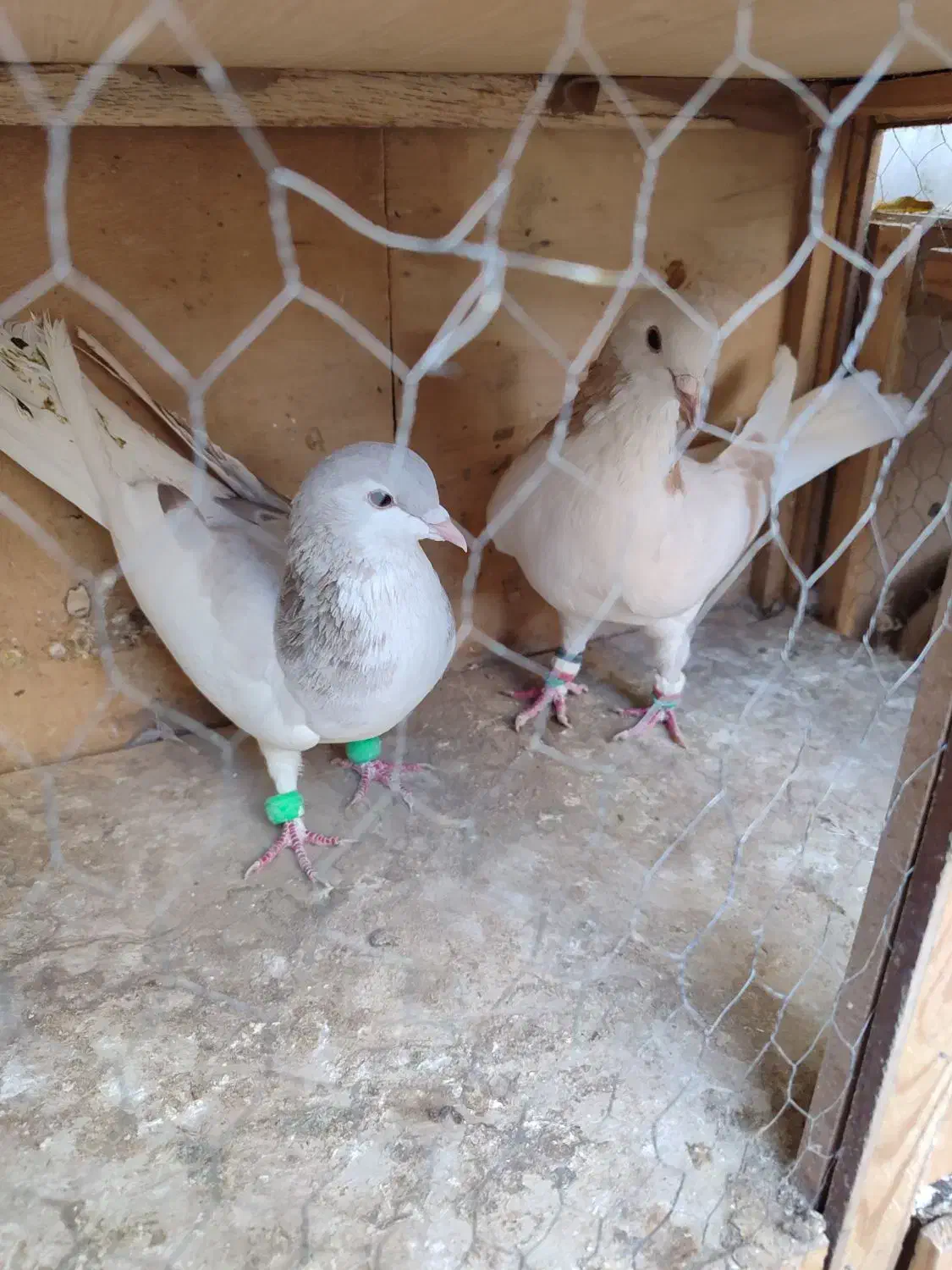 چن جفت کبوتر|پرنده|تهران, مسعودیه|دیوار