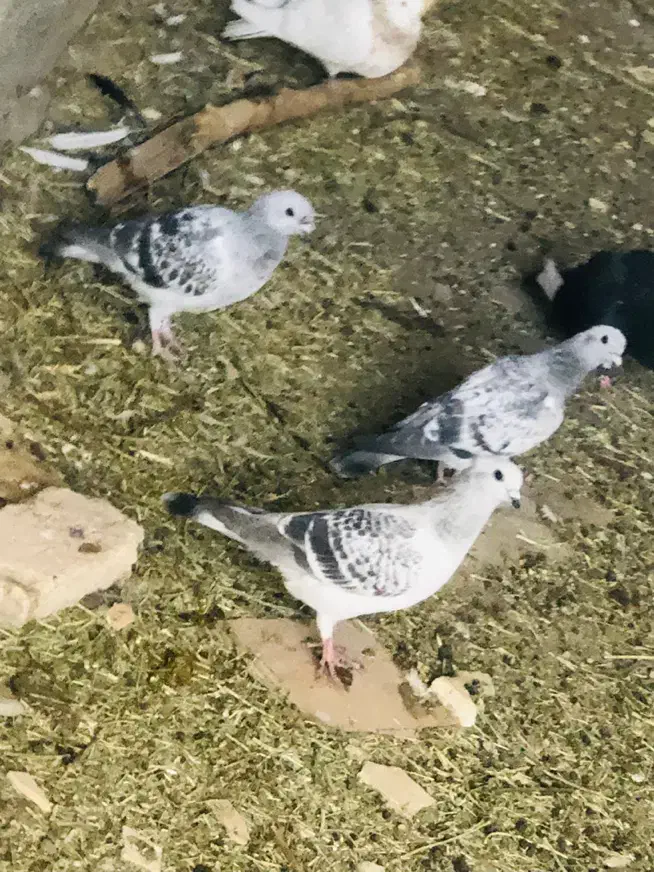 کبوتر|پرنده|بافت, |دیوار