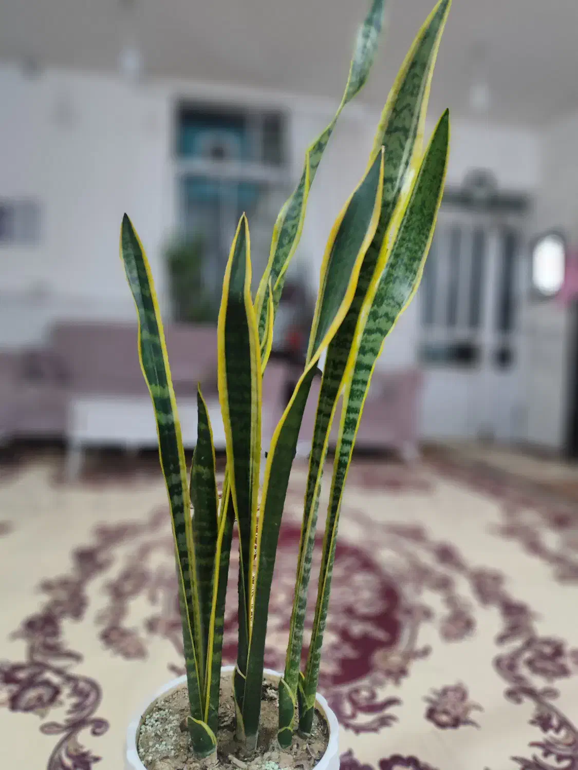 گل سانسوریا|گل و گیاه طبیعی|ارومیه, |دیوار