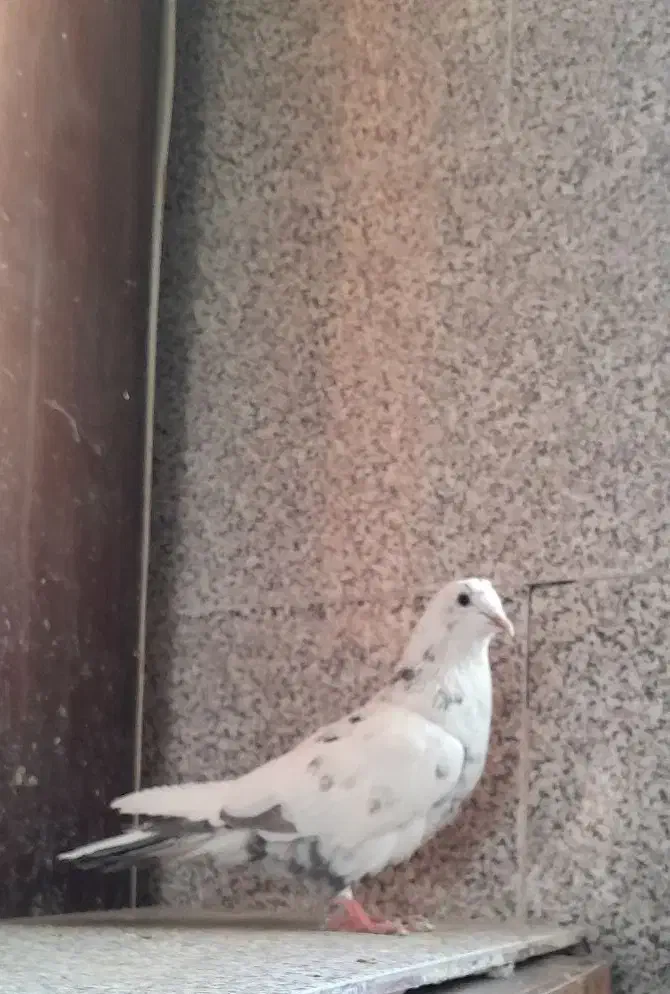 کفتر قلمکار|پرنده|ملایر, |دیوار