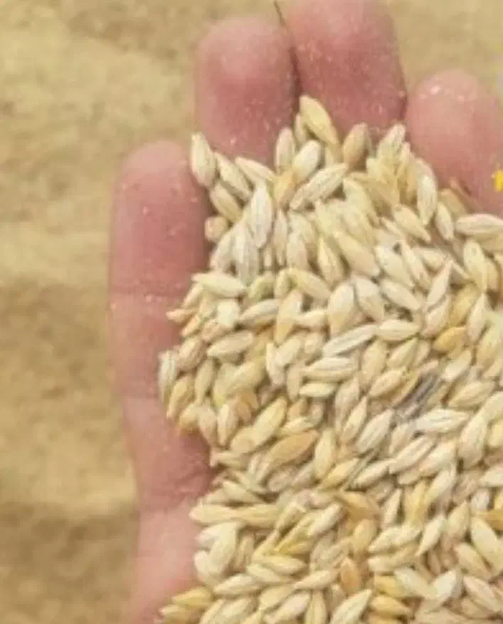 جو خارجی ۸۵۰کیلو|خدمات باغبانی و درختکاری|سبزوار, دانشگاه آزاد|دیوار