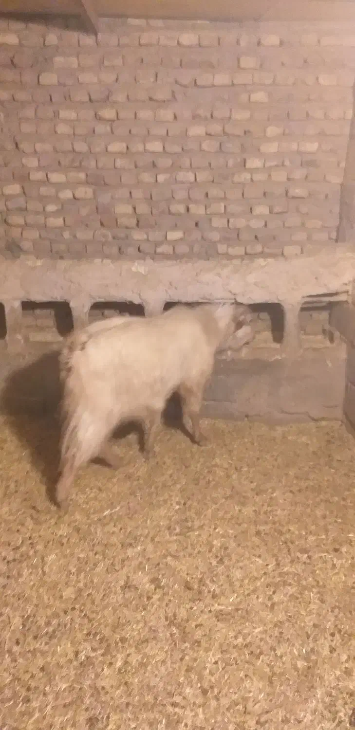 نری|حیوانات مزرعه|رفسنجان, |دیوار