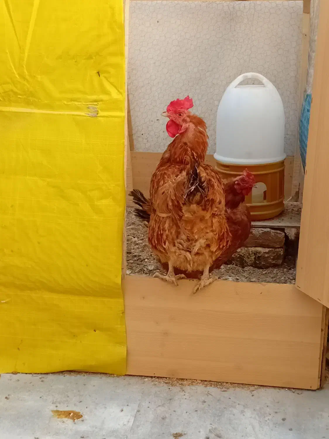 ۴ عدد مرغ تخم گذاری|حیوانات مزرعه|احمدآبادمستوفی, |دیوار