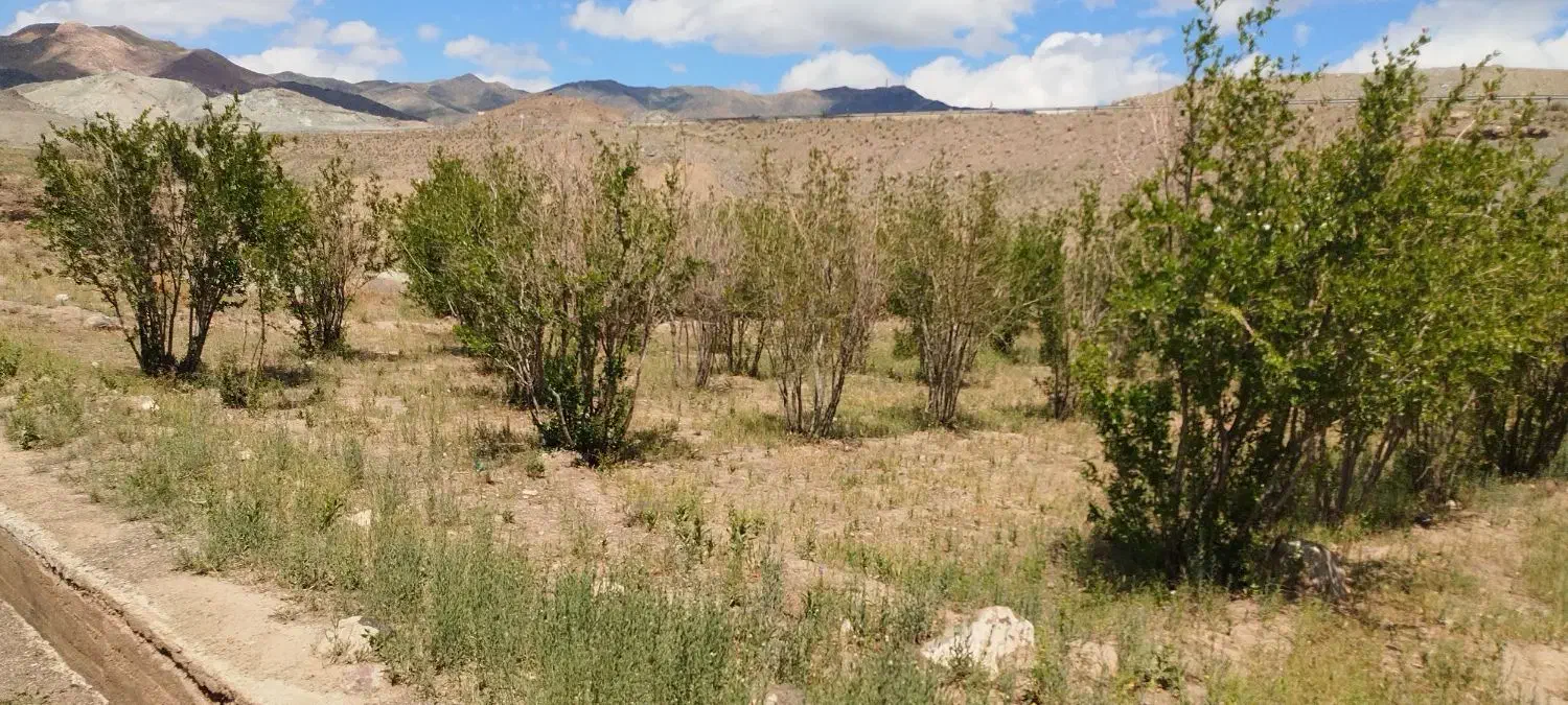 باغ انار بالش آباد|فروش زمین و ملک کلنگی|سبزوار, کراب|دیوار