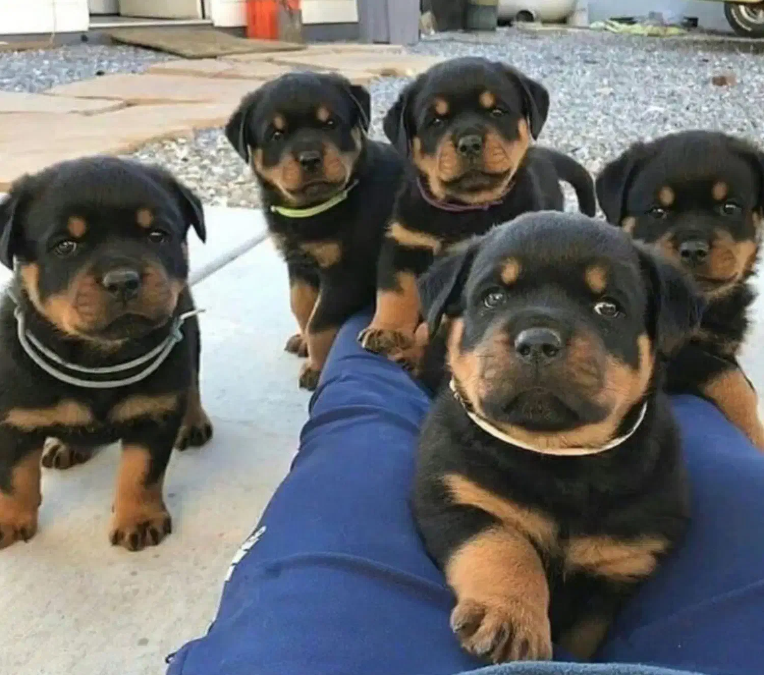 سگ روتوایلر|سگ|تهران, قیطریه|دیوار