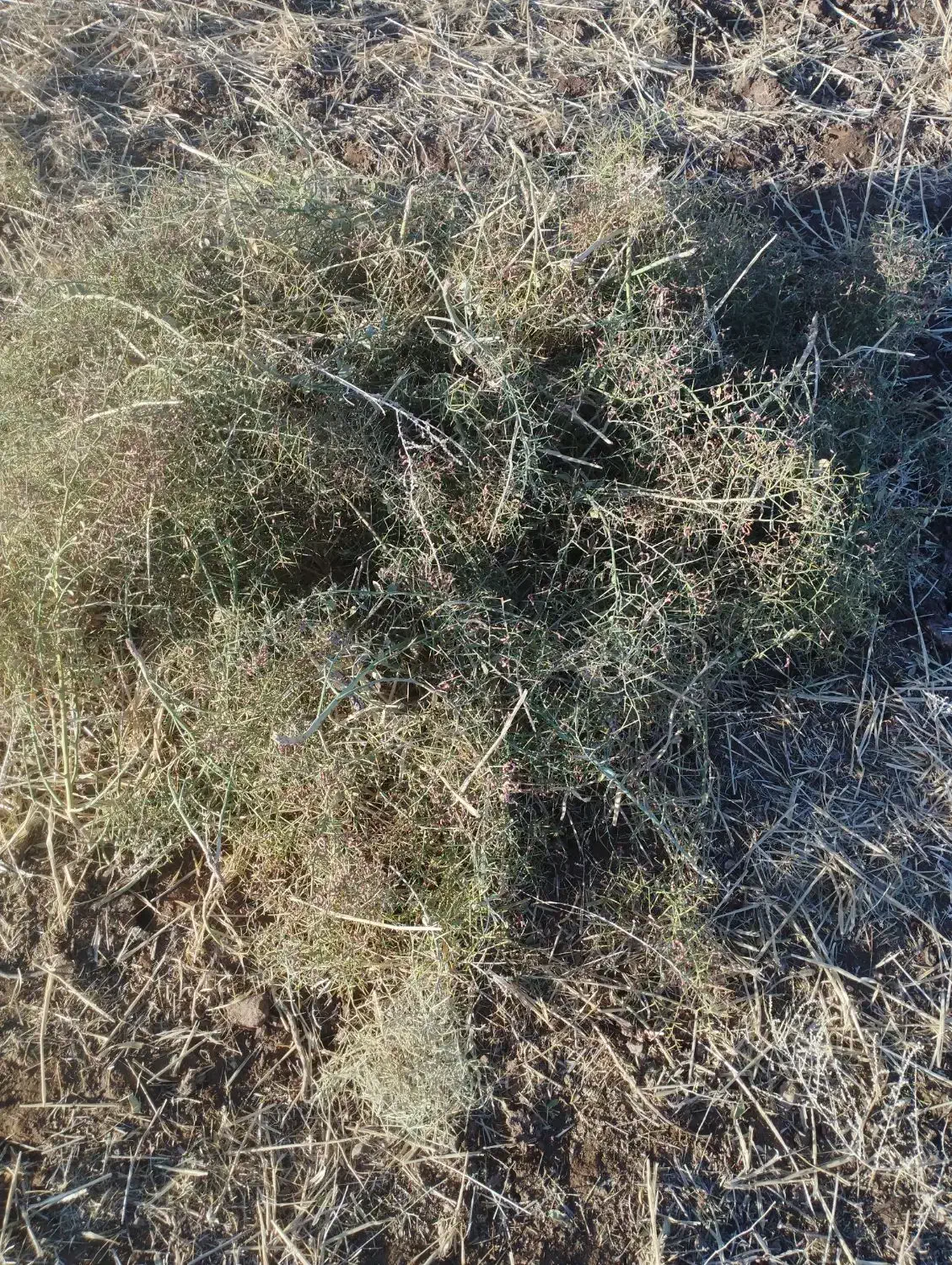 خوراک دام وشتر وغیره|عمده‌فروشی|سبزوار, قصبه غربی|دیوار