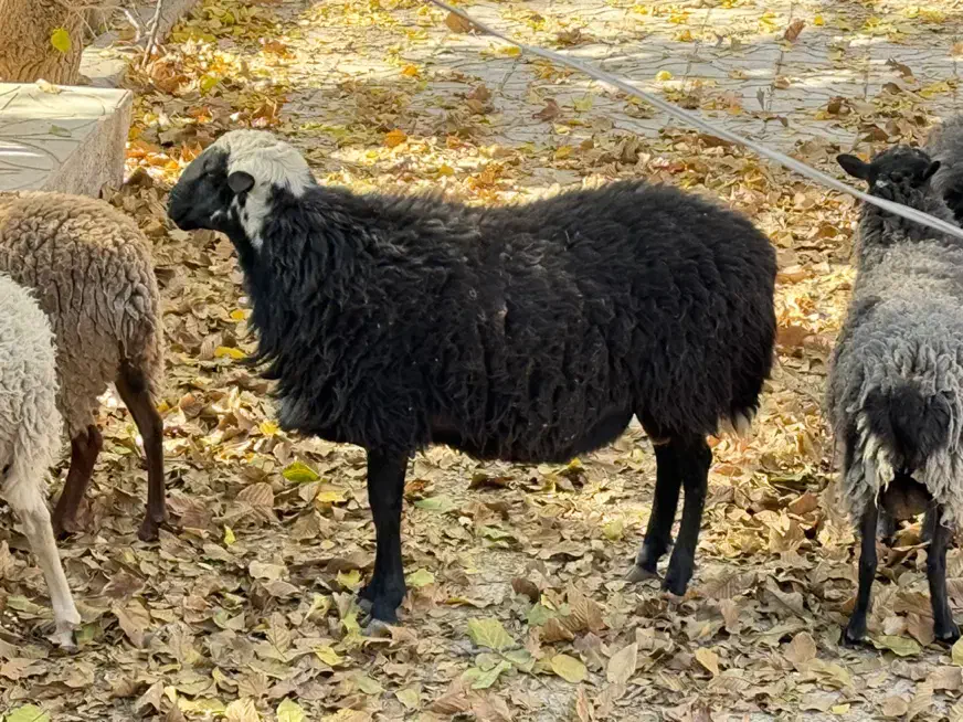 قوچ افشار دم شلال|حیوانات مزرعه|بم, |دیوار