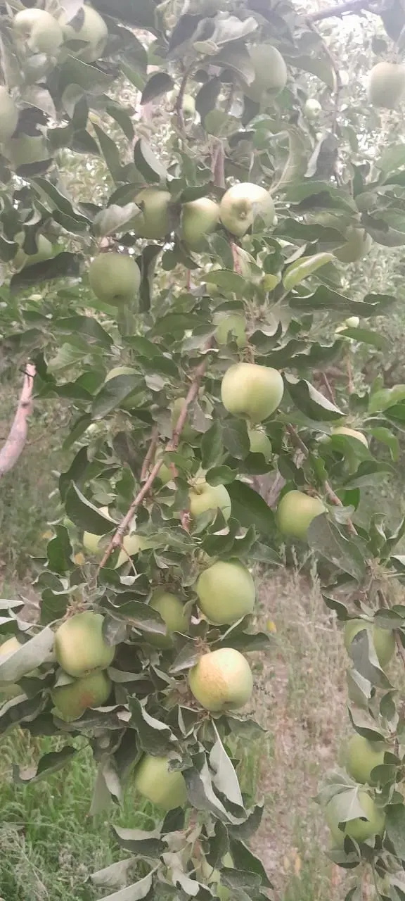سیب درختی|خوردنی و آشامیدنی|شیراز, اصلاحنژاد|دیوار