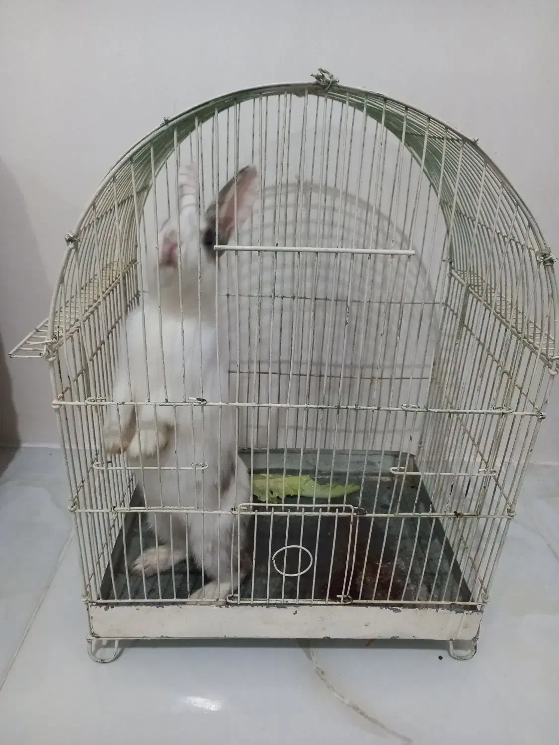 خرگوش|موش و خرگوش|سنندج, |دیوار