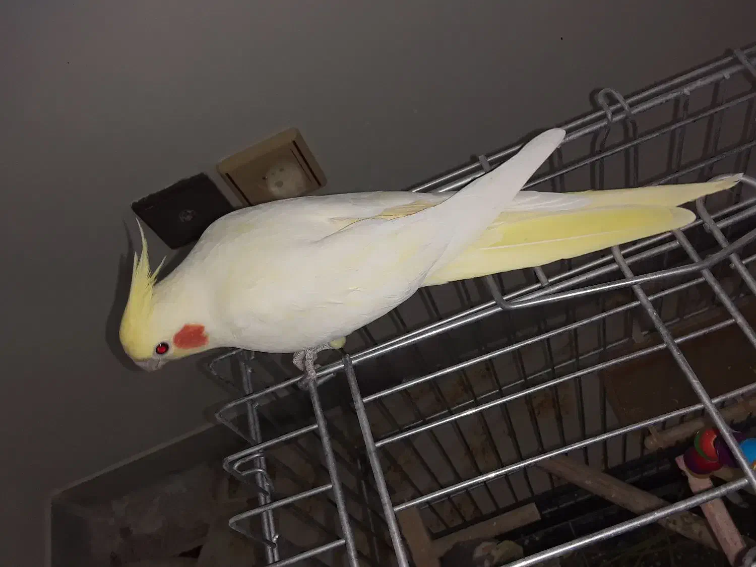 عروس هلندی|پرنده|قوچان, |دیوار