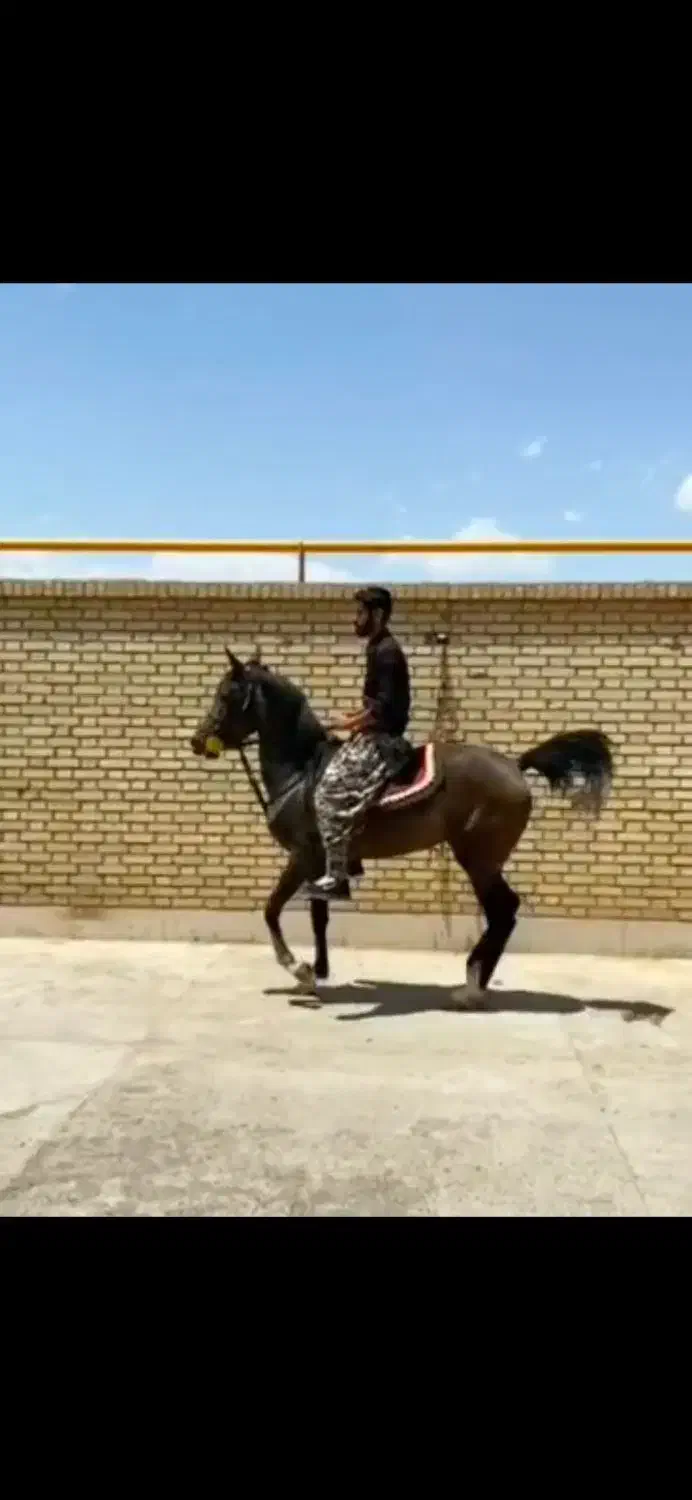 نریون ومادیون کرد|اسب و تجهیزات اسب‌سواری|ری, علایین|دیوار