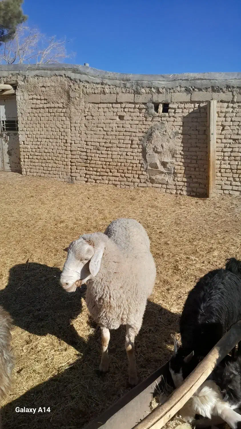 قوچ ایلدوفرانسه|حیوانات مزرعه|آباده, |دیوار