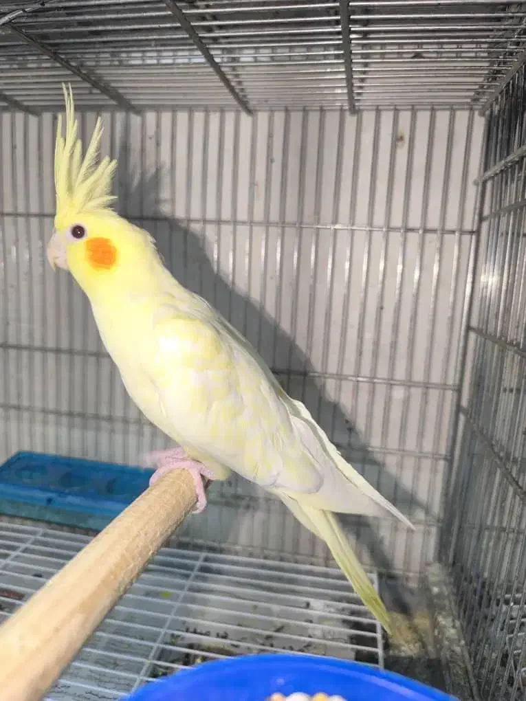 عروس هلندی لوتینو ماده|پرنده|بندرعباس, |دیوار