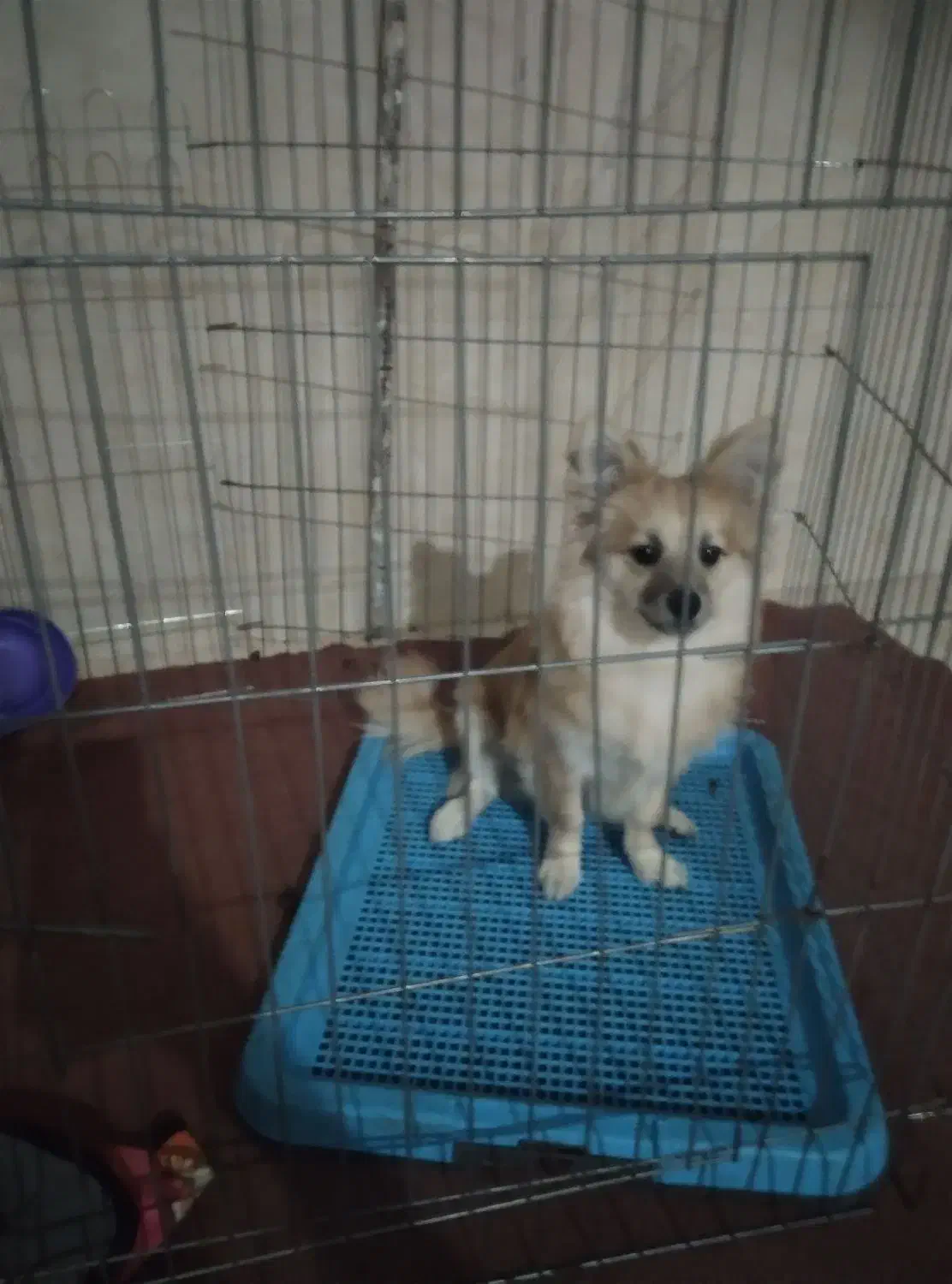 سگ پامر اشپیتز|سگ|کهریزک, |دیوار