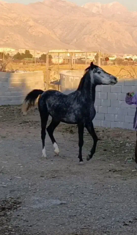 فروش  اسب پهلوان|اسب و تجهیزات اسب‌سواری|یزد, |دیوار