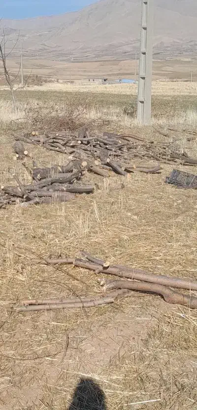 خریدار چوب|خدمات باغبانی و درختکاری|شیروان (لرستان), |دیوار