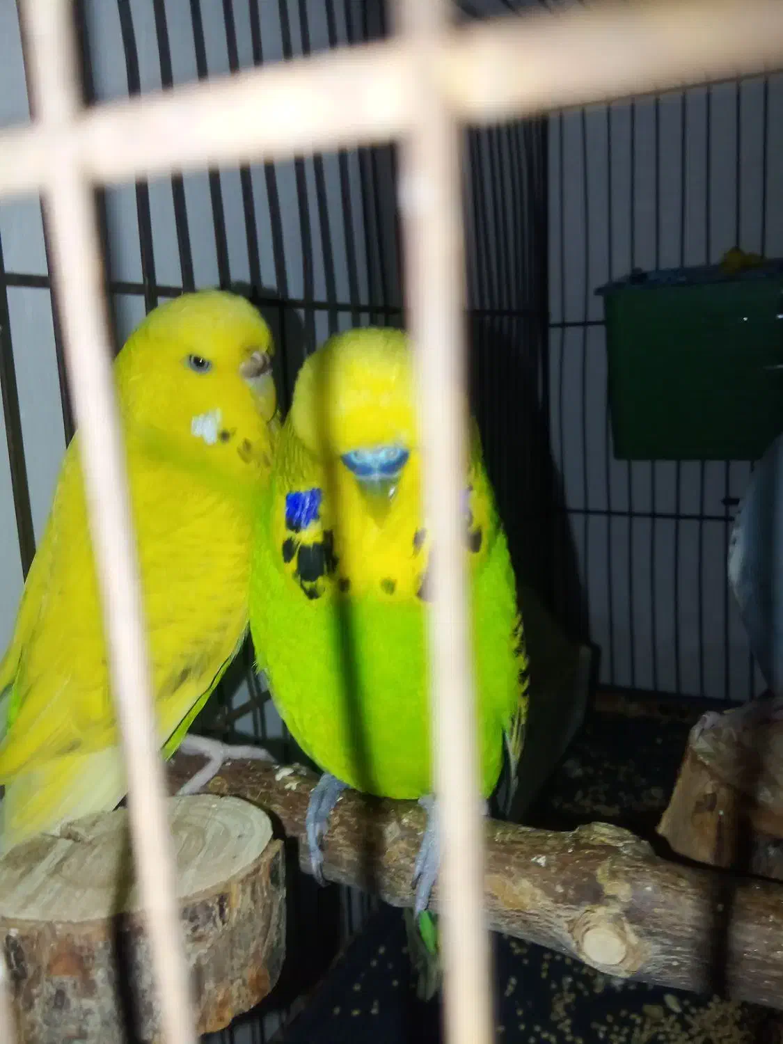 مرغ عشق اینگلیسی|پرنده|هشتگرد, شهرک وحدت|دیوار