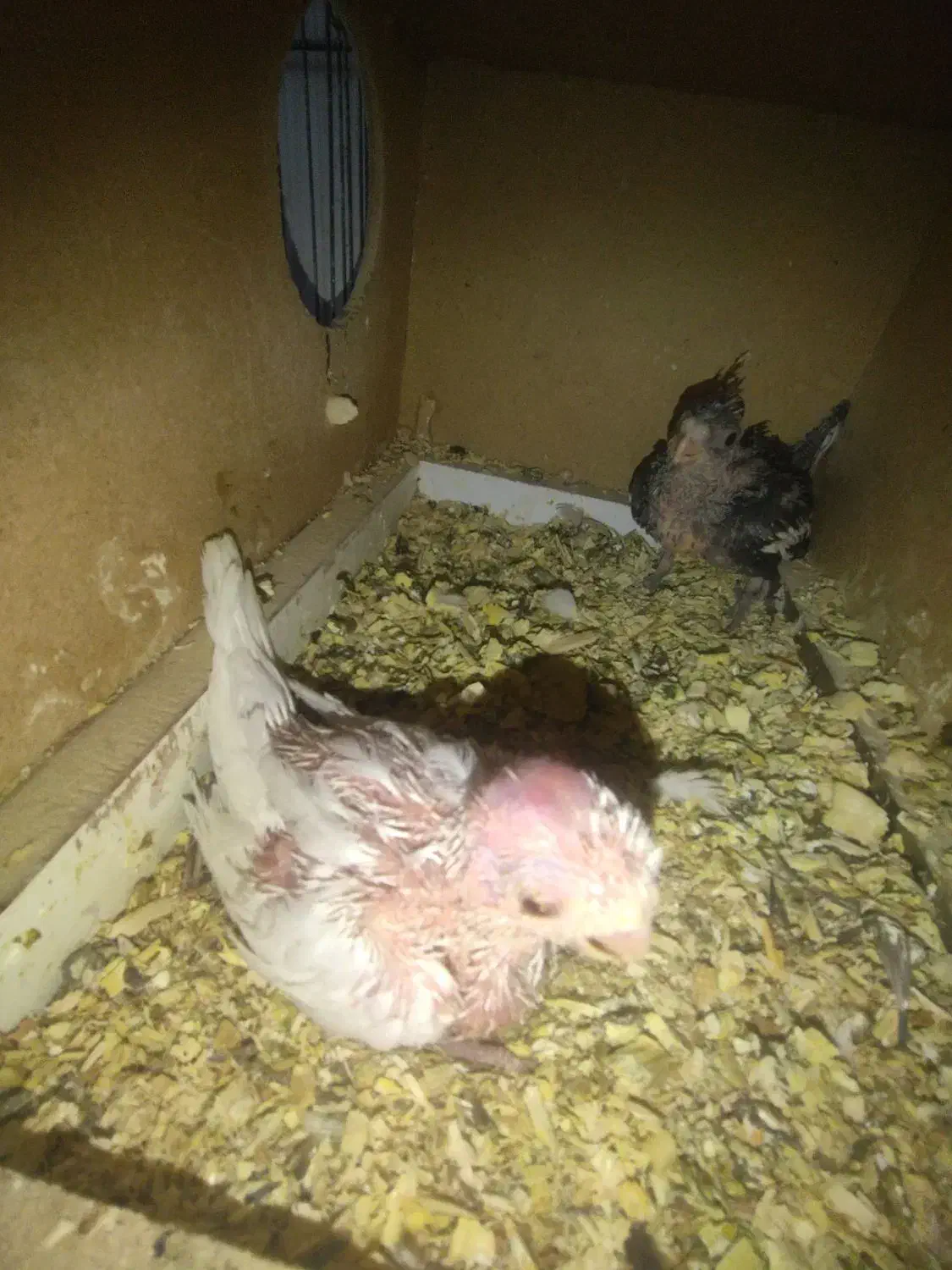 فروش جوجه عروس هلندی آلبینو و وایت فیس|پرنده|آبادان, |دیوار