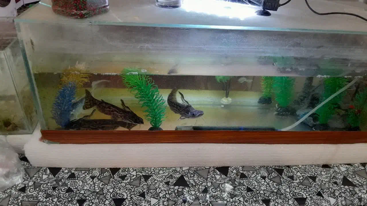 ماهی گوشت خوار معاوضه بامرغ خروس وعروس هلندی|ماهی|زارچ, |دیوار