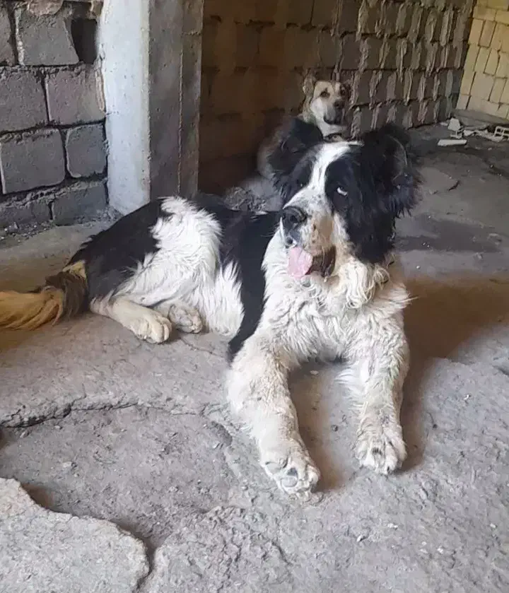 سگ گمشده|حیوانات|فریدونشهر, |دیوار