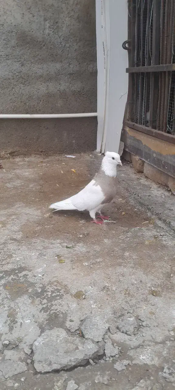 طوقی|پرنده|کوهدشت, |دیوار