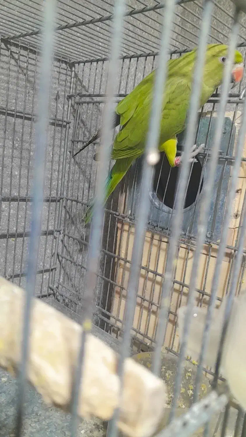 فروش تعداد طوطی|پرنده|پارسیان, |دیوار