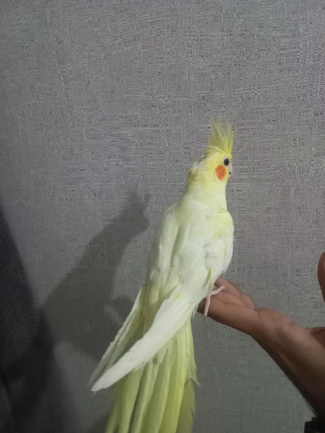 عروس هلندی نر نیمه رام|پرنده|بندرعباس, |دیوار