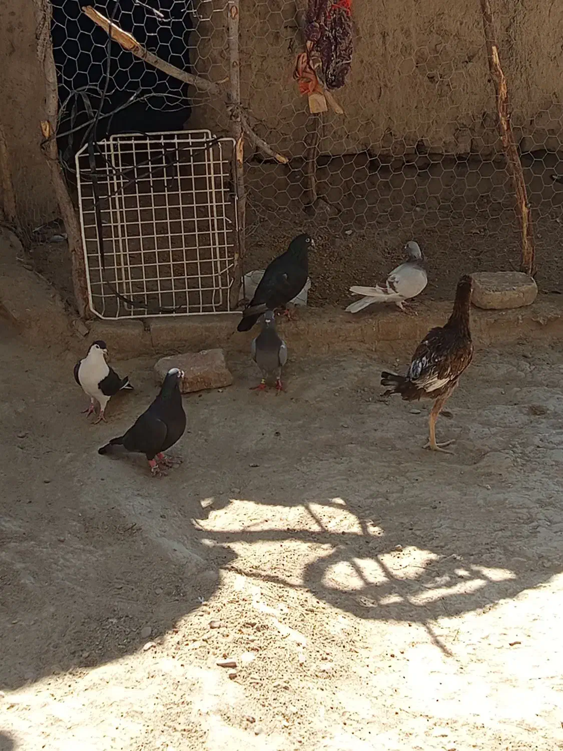 کبوتر چاشنی|پرنده|هامون, |دیوار