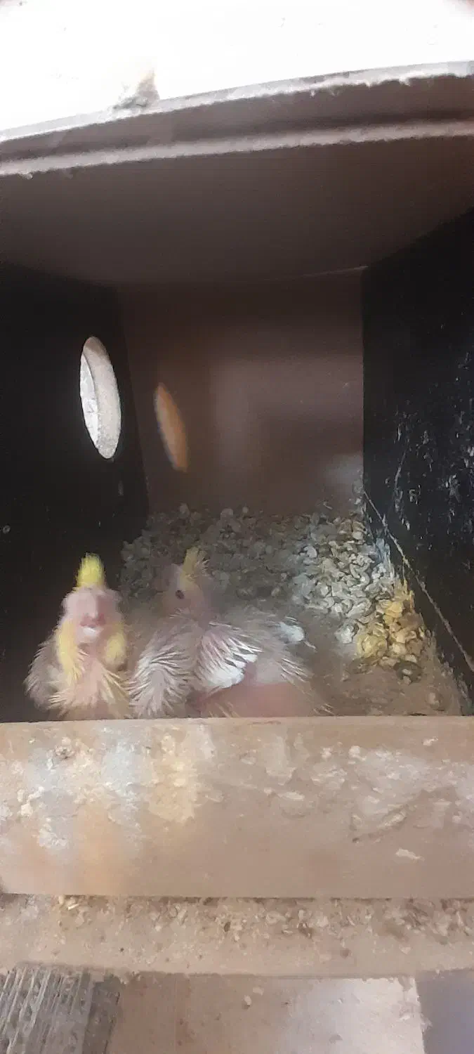 جوجه عروس|پرنده|کاشان, فاز ۲ ناجی آباد|دیوار