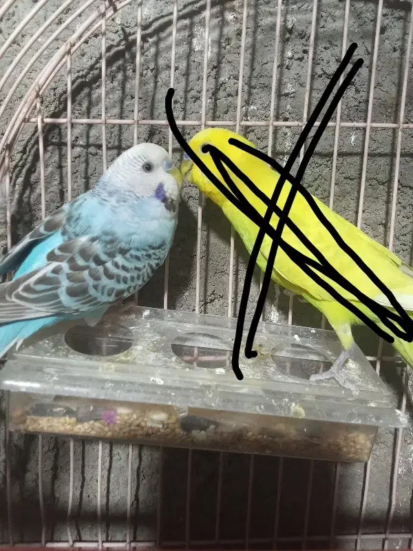 مرغ عشق معاوضه فروشی|پرنده|بیرجند, |دیوار