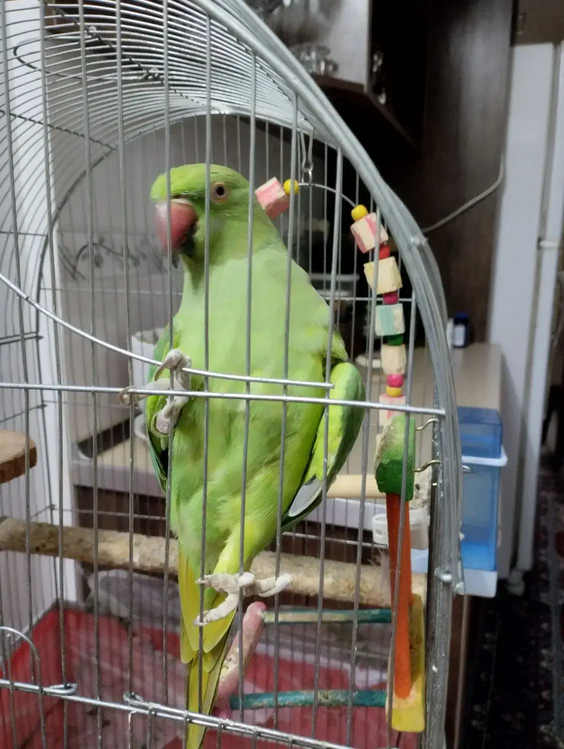 ملنگو|پرنده|قم, ولیعصر|دیوار