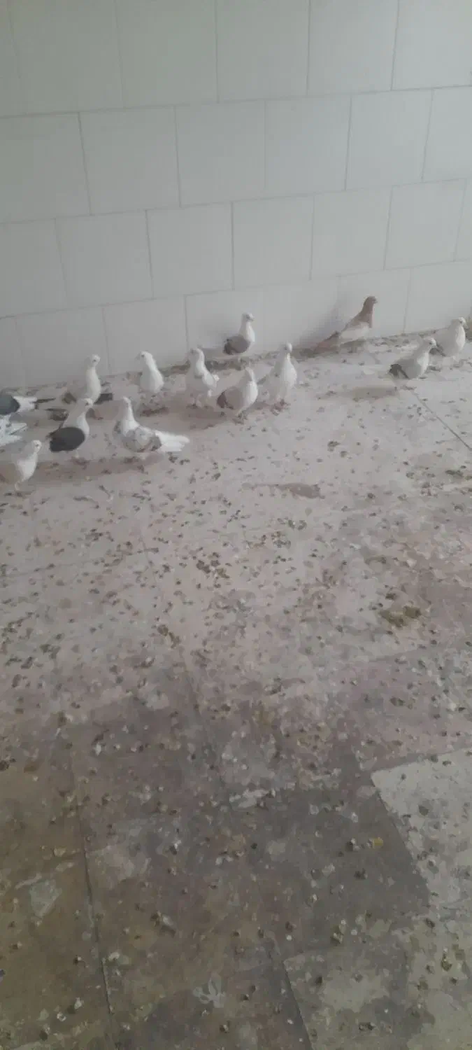 کبوتر های صاف رنگی ناب|پرنده|ابهر, |دیوار