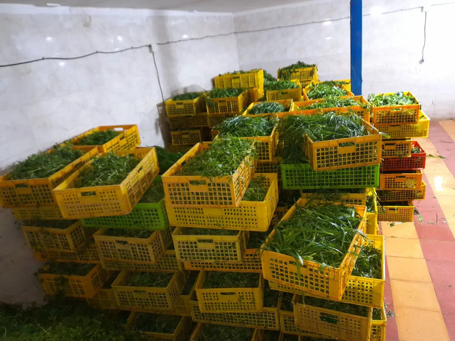 سبزی پاک شده|خوردنی و آشامیدنی|ری, علایین|دیوار