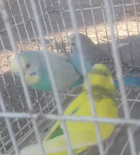 مرغ عشق|پرنده|کنارک, |دیوار