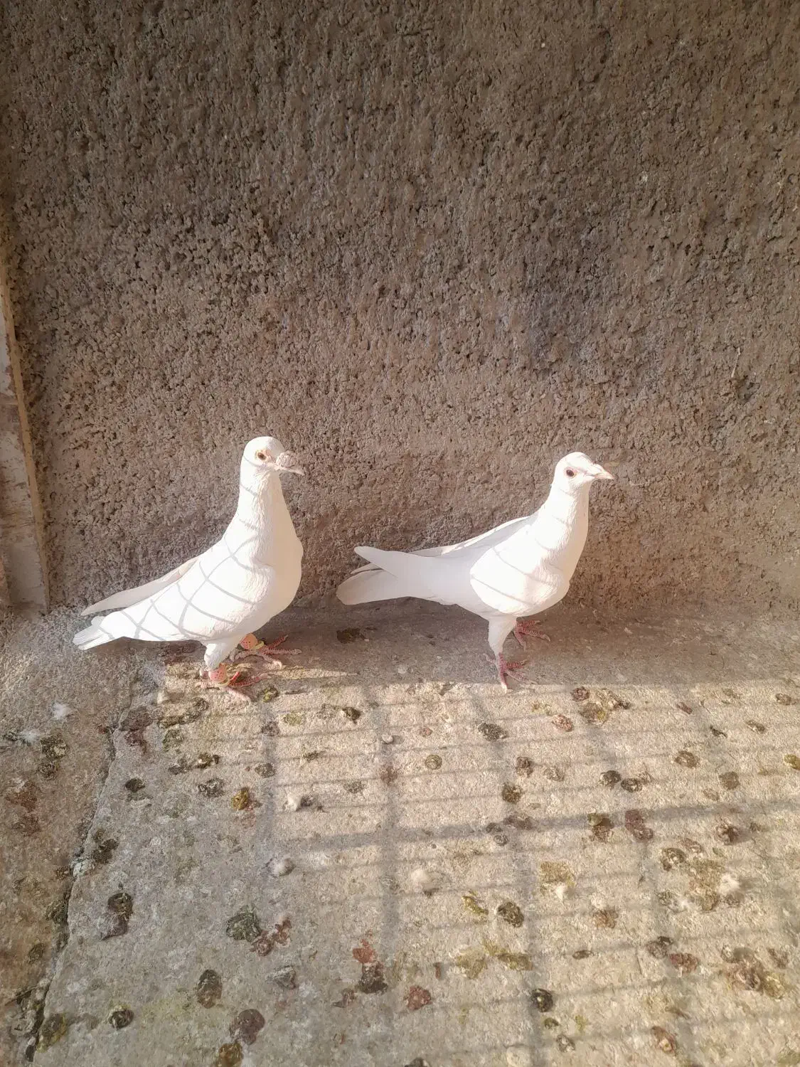 کبوتر|پرنده|ابهر, |دیوار