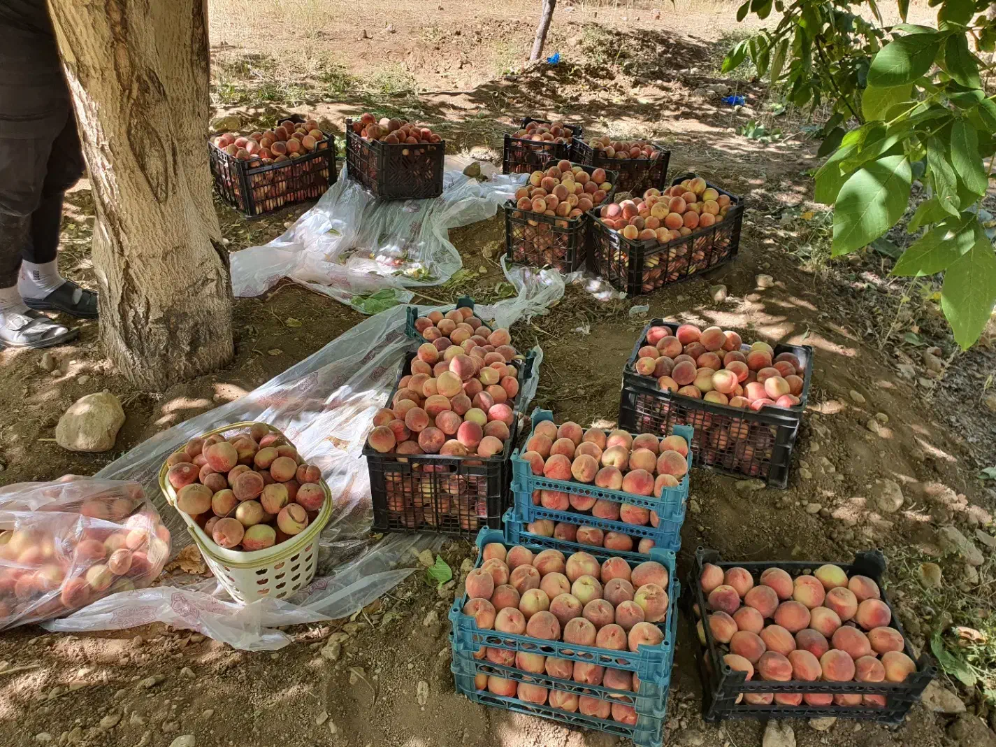 فروش باغ میوه در شهر افوس|فروش زمین و ملک کلنگی|بوئین و میاندشت, |دیوار