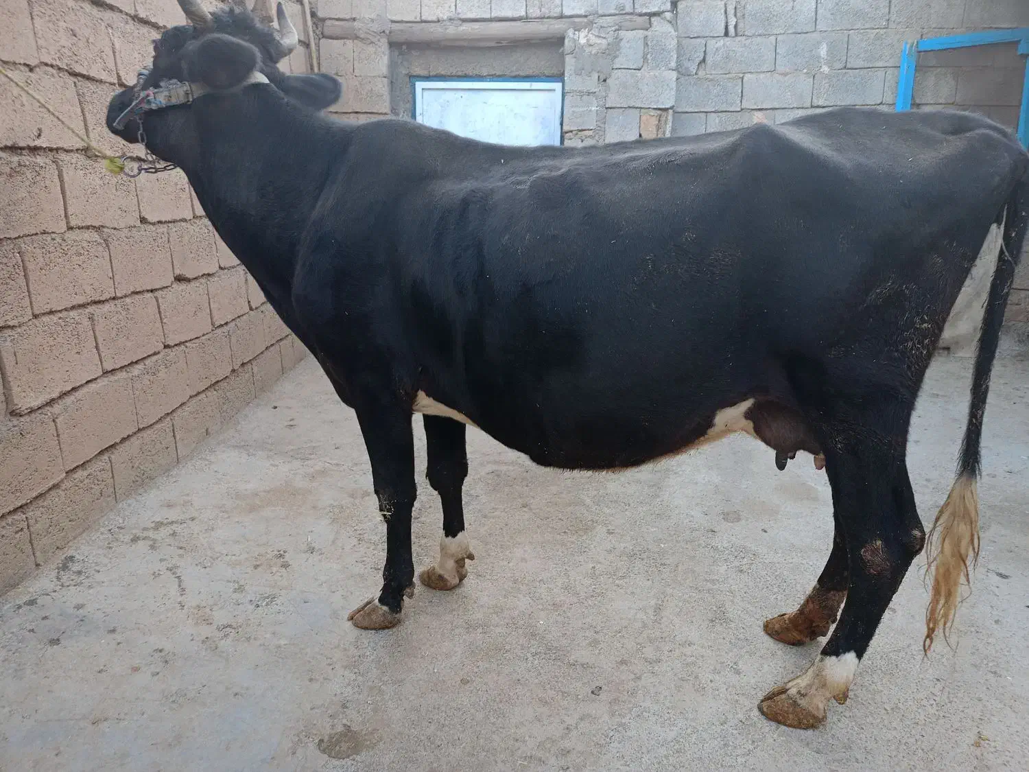 گاو سویسی|حیوانات مزرعه|کامیاران, |دیوار