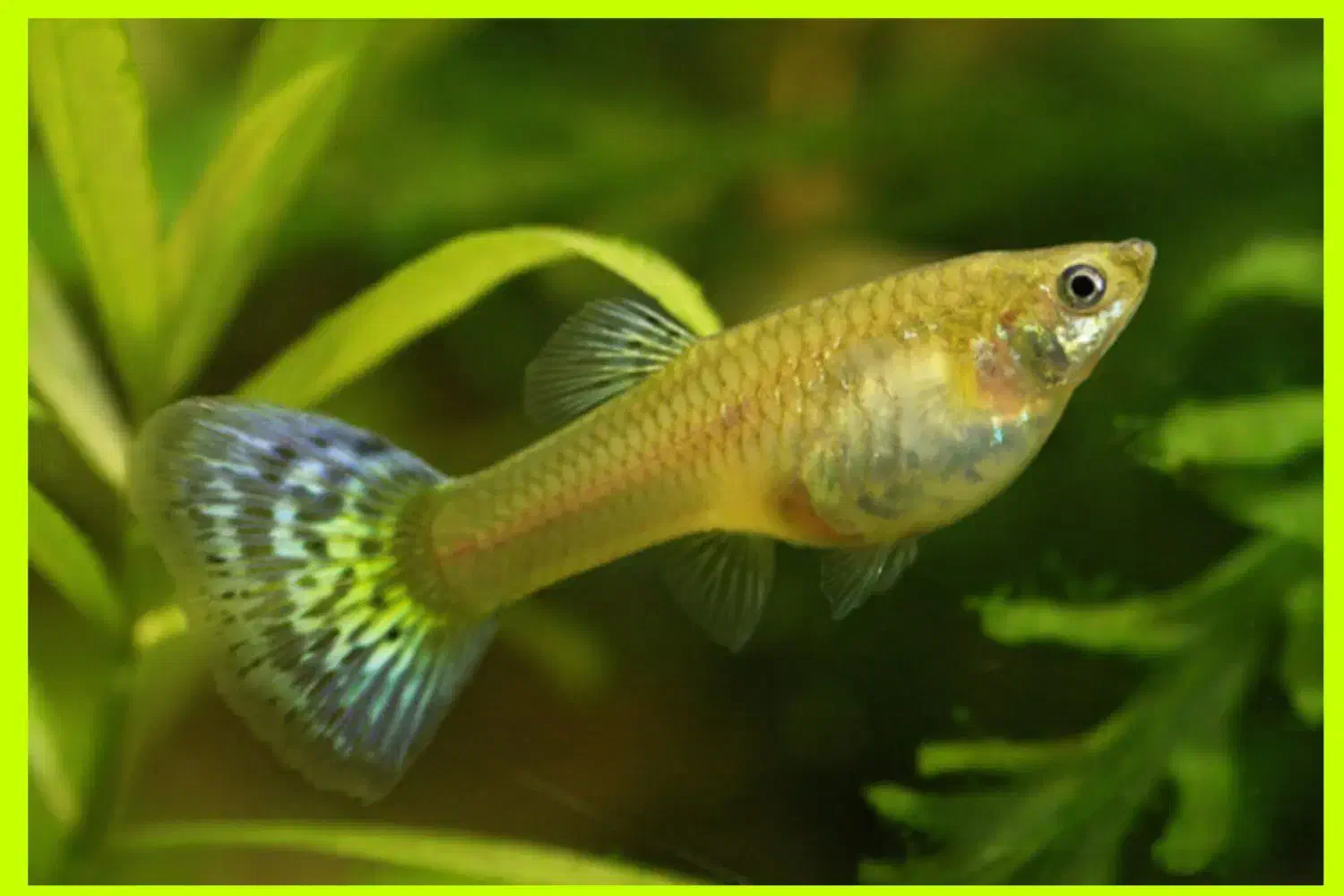 ماهی گوپی|ماهی|بجنورد, |دیوار