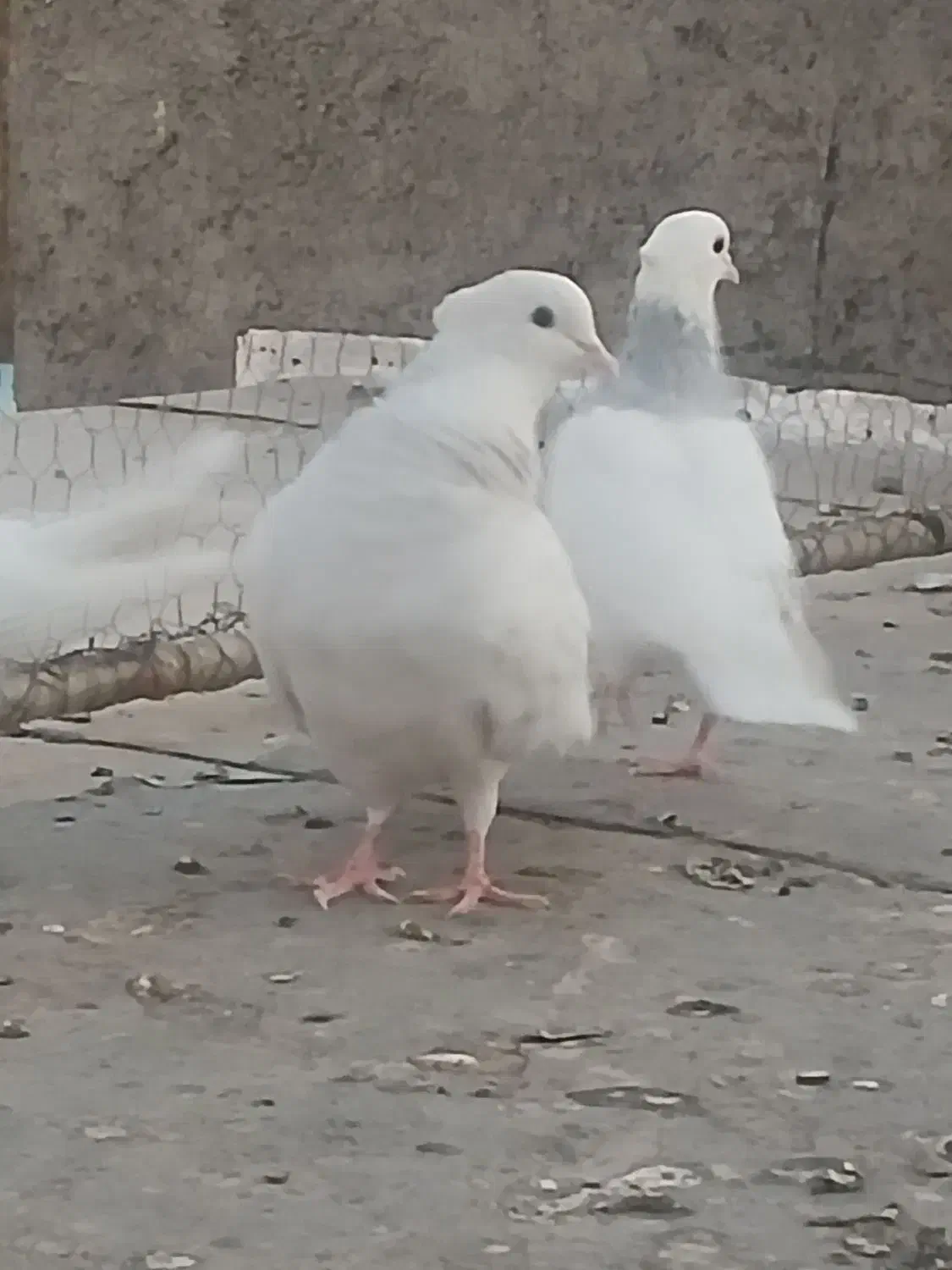 طوقی ابی|پرنده|قم, نیروگاه|دیوار